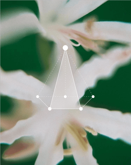 A geometric triangle with connected nodes overlaid on a close-up of white flower petals